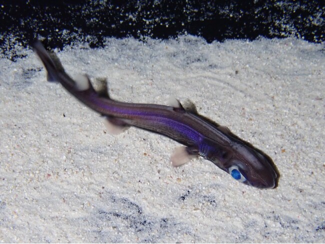 【沖縄美ら海水族館】世界初！サメの人工子宮装置生まれ 1歳を迎えたヒレタカフジクジラを展示