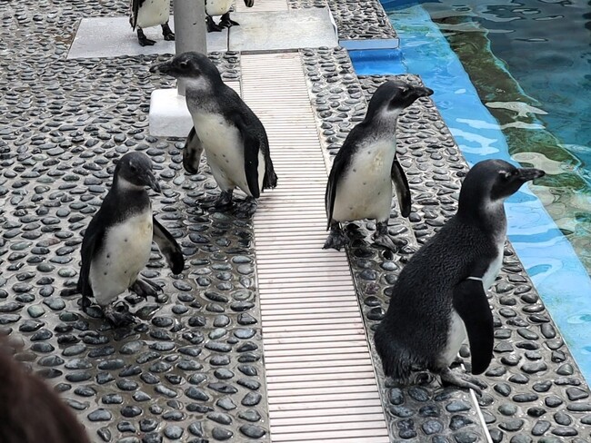 今シーズンは４羽誕生しました！四国水族館でケープペンギンの雛の愛称を募集中