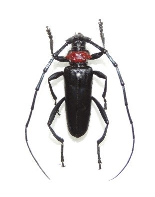 【埼玉県】サクラの外来害虫クビアカによる被害拡大