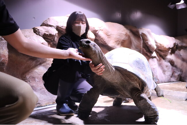 小学4年生以上対象！亀について触れて学ぼう！“世界亀の日”にちなんだ「ゾウガメの飼育体験」受付開始！