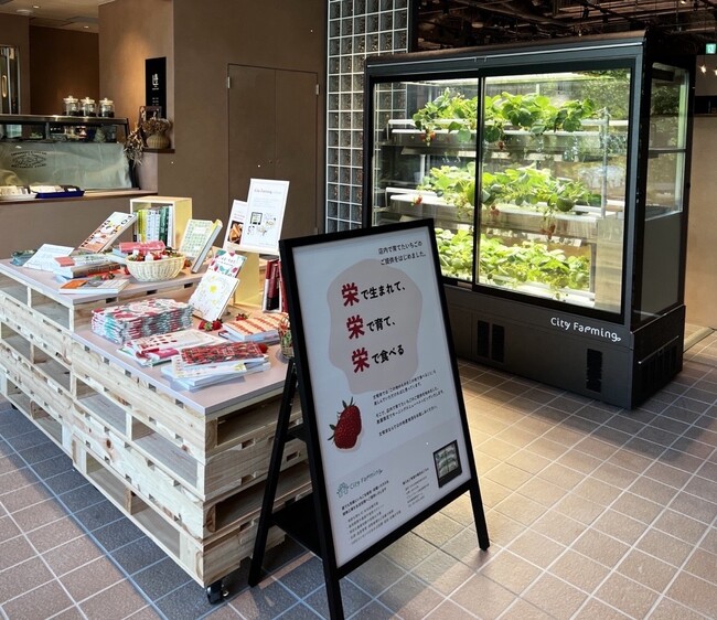 採れたてのいちごが店内で食べられる！　中日ビルにオープンした「文喫 栄」に年中いちごが実る植物工場「City Farming」を導入