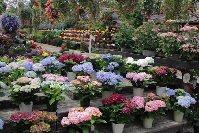 富士花鳥園：アジサイ、シャクナゲが見頃を迎えています　Fuji Kachoen: Hydrangeas and rhododendrons are in bloom