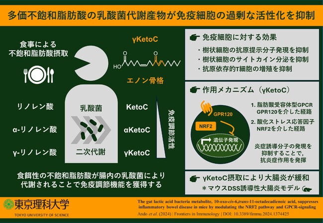 腸内乳酸菌による脂肪酸代謝産物が抗炎症作用を示し炎症性腸疾患を緩和することを明らかに ～食用油に由来する成分の効能を遺伝子、細胞、個体レベルで解析～