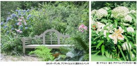 ROKKO森の音ミュージアムSIKIガーデンSummer Seasonアジサイ、バラ、ユリに彩られた避暑地のナチュラルガーデン2024年6月22日（土）～8月23日（金）