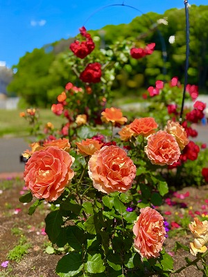 【東京都町田市】野津田公園「Rose　Fest　2024　春」を開催します