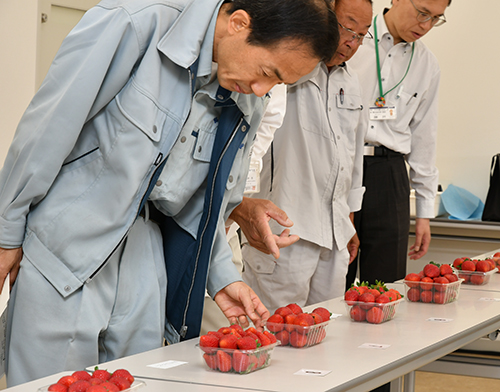 丹精して育てられた高槻産露地イチゴの品評会を開催