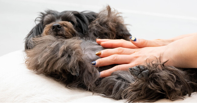 【愛犬の心と体の健康のために】長野市でわんちゃん用アロマ肉球ケアクリーム・バーム制作WS、スウェーデン式ドッグマッサージ体験会を開催！