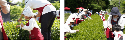 【開催レポート】《Ochanowa》5月4日みどりの日、神奈川県愛川町の茶園で「新茶摘み体験」を開催しました
