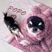 楽天ランキング1位!多数受賞の俺流総本家からの特別キャンペーン!5月13日『愛犬の日』を記念して、愛犬の写真やイラストを自由にプリントできるデザインアプリ「俺流デザイナー」から対象商品を10%OFFになるクーポン配布!!