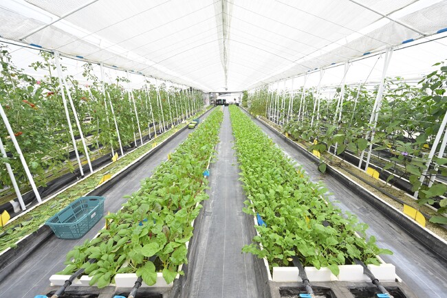 障がい者社員の働く農園『TSUNAGU farm』をオープン