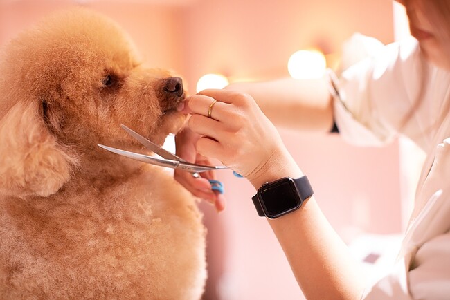愛犬のための”食べるスープ”『WanSoup』（ワンスープ）が『Bawcle』とのコラボイベントを開催！