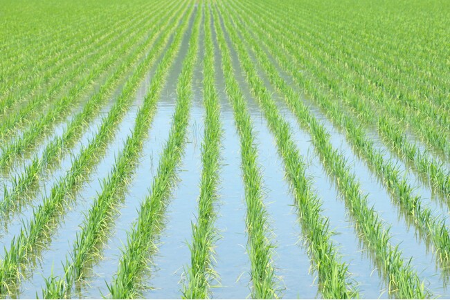 兼松、地球温暖化の解決へ向けて「水田メタン」発生の抑制と、環境配慮米の普及を目指し、Green Carbon株式会社と連携協定書を締結