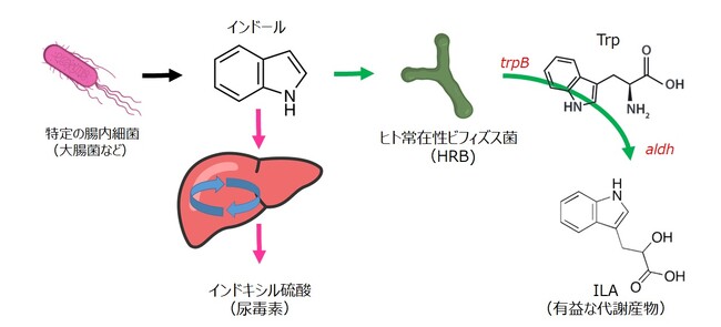 ヒトにすむ種類のビフィズス菌が、尿毒症毒素の前駆体であるインドールを体に有益なインドール-3-乳酸(ILA)へ変換することを確認～科学雑誌『Gut Microbes』掲載～