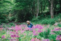 六甲高山植物園 花盛り!約6,000株の「クリンソウ」が見頃です