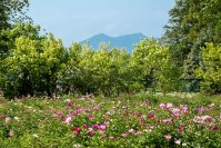 満開のシャクヤクがフィナーレを飾る「つくば牡丹園」　今年も閉園まで残りわずか　「PEONY GARDEN(ピオニーガーデン) 2024」5月19日(日)まで