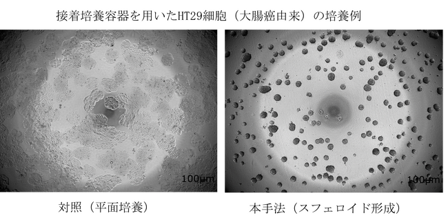 ３次元細胞培養向け研究用試薬「Kuni-Grow+」販売開始のお知らせ