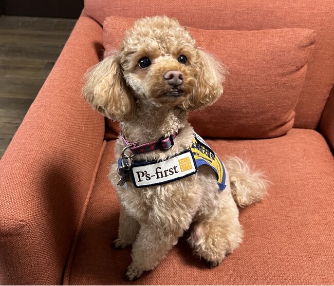 ペッツファーストグループ CSR活動「Pets always come firstプロジェクト」　補助犬育成支援により、13頭目のペッツファースト聴導犬が誕生！