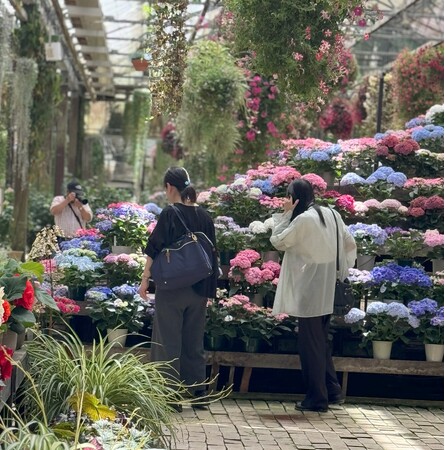 今日は母の日。加茂荘花鳥園と富士花鳥園では、素敵なオリジナルアジサイがお手頃価格で手に入ります。