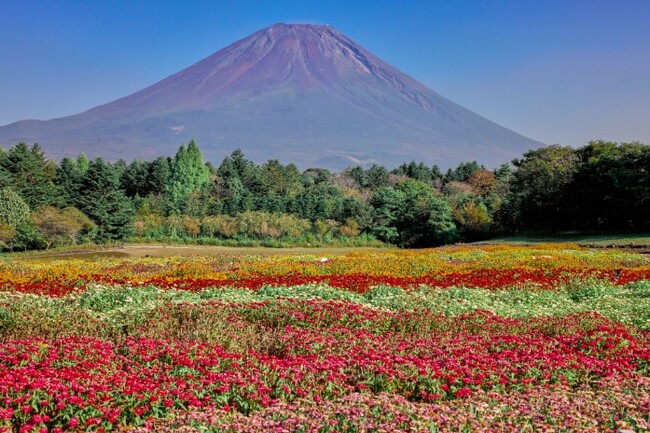 富士山と芝桜の絶景「富士芝桜まつり」芝桜のおすそわけ「株堀体験」＆ジニア（百日草）の花を咲かせよう「種まきイベント」開催！