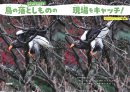 鳥のおとしものの現場をキャッチ 鳥のおとしものの現場をキャッチ