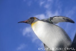 展示作品(1) 展示作品(1)