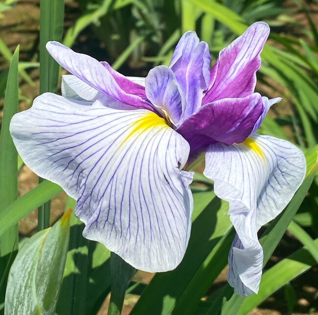 【葛飾区】花菖蒲の名所・堀切菖蒲園にて『一番花』開花！！