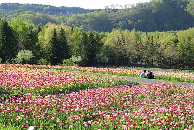 札幌近郊最大！25万本のチューリップ満開！（国営滝野すずらん丘陵公園）