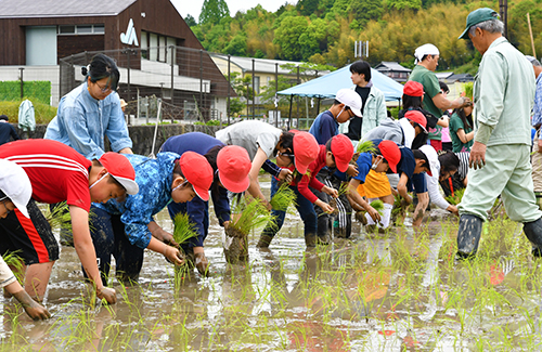 初夏の風物詩 山間地域の高槻市立樫田小学校で他地域より早い田植え