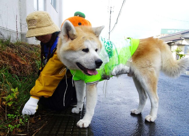新マナー習慣！愛犬と清掃活動であきたの海ごみゼロへ！「犬の散歩でごみ拾いキャンペーンIN大館」を開催します