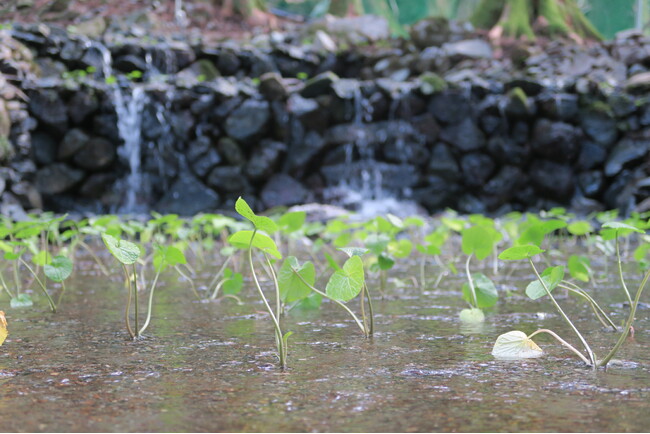山梨県道志村で「わさび田」の復興と沢わさび栽培試験を開始