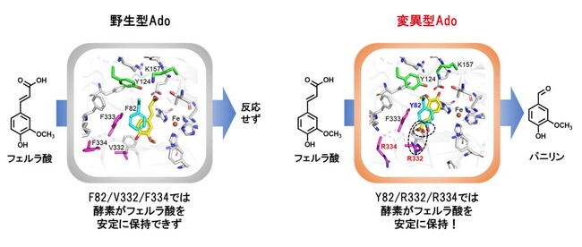 バニラの甘い香り成分を生成する酵素を開発 ～農産廃棄物由来の化合物から室温で簡便に合成可能～