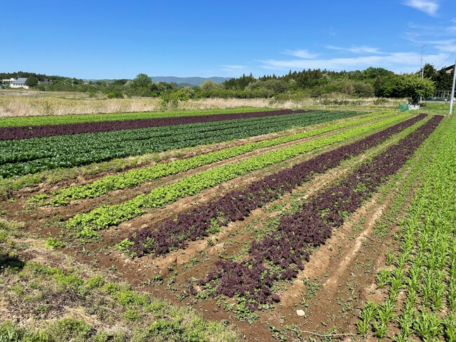 福島県矢吹町に農業法人「旬彩ファーム」を誘致