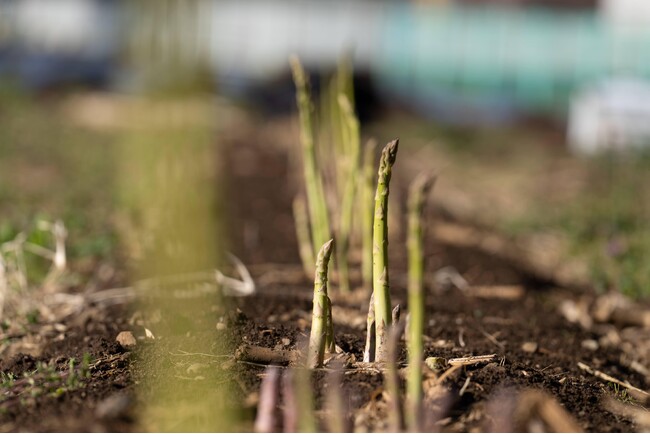 JAXAベンチャー天地人、鳥取県・衛星データ活用サービス実証事業を令和6年度も継続。鳥取砂丘での高品質なアスパラガス生産に向け、現地で栽培実証へ
