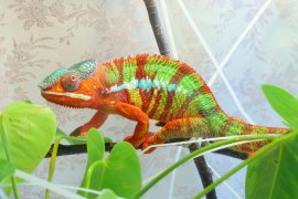 動物病院と爬虫類を扱う事業者の関係性に関するアンケート調査 動物病院と爬虫類を扱う事業者の関係性に関するアンケート調査