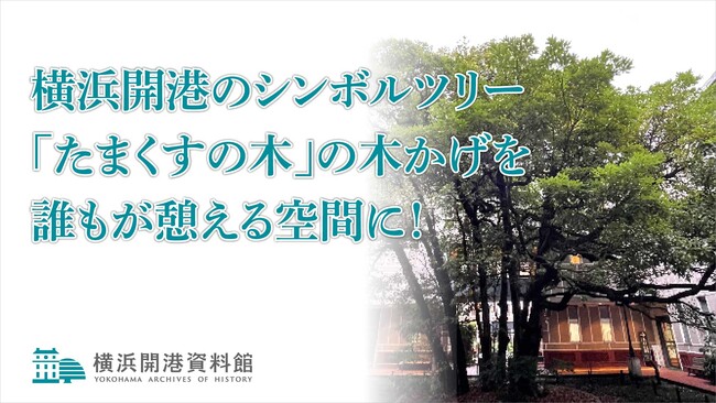 クラウドファンディングスタート！！ 横浜開港のシンボルツリー「たまくすの木」の木かげを誰もが憩える空間に！【横浜開港資料館】