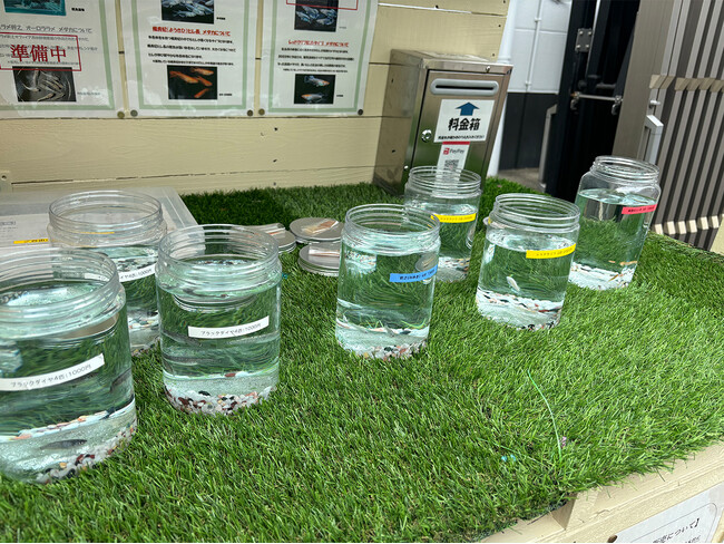 【大阪・摂津市】印刷工場でメダカを販売。工場の印刷職人が1から飼育。無人販売所での取扱い品種が増えました