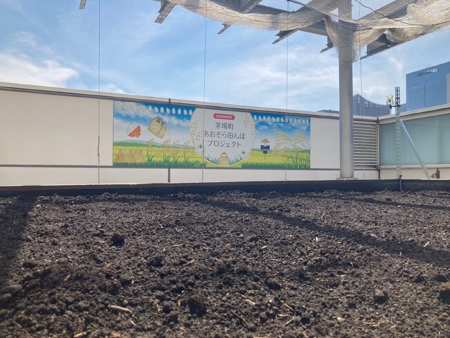 茅場町オフィスの屋上に田んぼ　5/28（火）田植え　阪本小学校の５年生と一緒に米づくり