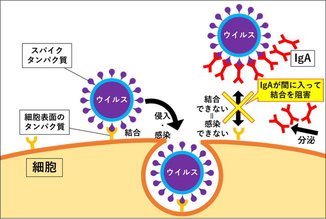金色のユーグレナ(R)が、インフルエンザおよび新型コロナウイルスへの感染予防につながる可能性をヒト臨床試験で確認