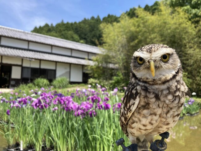 5月19日日曜日は【アナホリフクロウ「セサミ」腕乗せ体験& 抹茶かき氷専門店「忍者茶房 茶助」】のとってもお得なダブルイベント！＠加茂荘花鳥園
