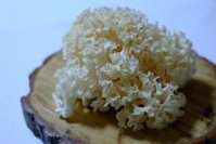 紫外線照射でビタミンD生成したハナビラタケを開発、日本初「食べるビタミンD」商品の発売を目指す