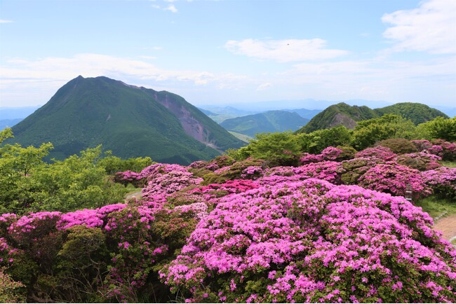 【JAF大分】１年に１度しか見られない絶景「ミヤマキリシマを守ろう運動」を、今年も別府ロープウェイとＪＡＦ大分支部が実施！