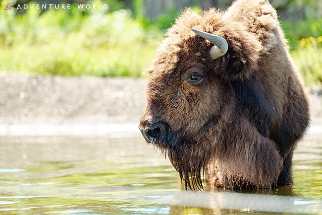 株式会社生命誌研究館とのSmileパートナーシップ連携協定ＪＴ生命誌研究館にて、特別講演「草食動物の時間」を行います