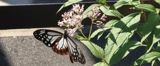 「嵐電沿線フジバカマプロジェクト」 手を取り合って、未来へ繋ぐ生命の花を育む 京都府の絶滅寸前種「フジバカマ」を守り、育てる活動を実施