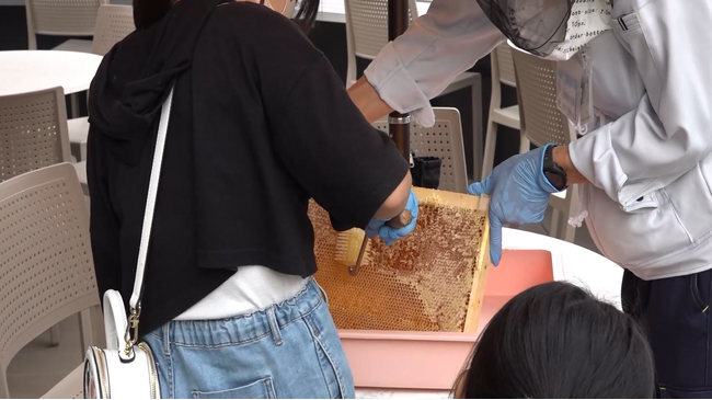 6月1日（土）初夏の採蜜とコムハニー（巣蜜）型枠作り　体験イベント開催
