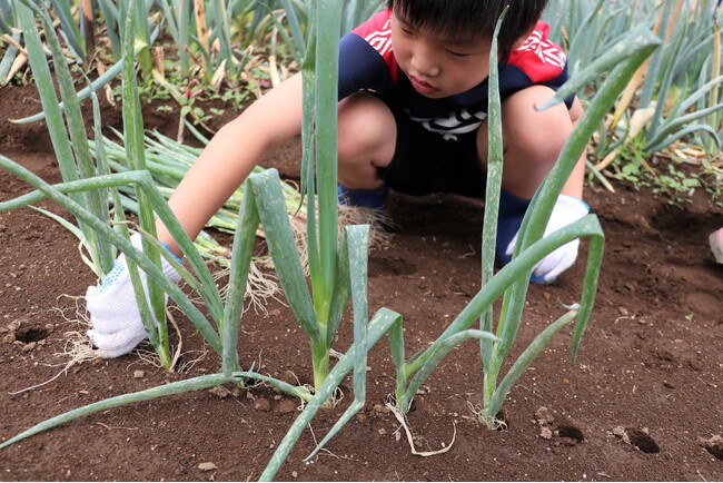 伊勢崎市「みんなの畑」で農業体験　6月1日（土）〔群馬〕