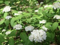 「初夏の六義園～さつきを和のあじさいを楽しむ～」6月23日(日)まで開催中！