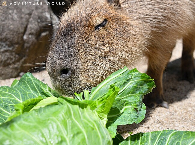 春キャベツの時期がやってきました　JA紀南と協力 食品ロスを削減市場に出回らないキャベツを動物飼料として購入