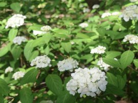 紅てまり（5月18日現在）
