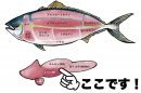 ブリの部位説明 ブリの部位説明