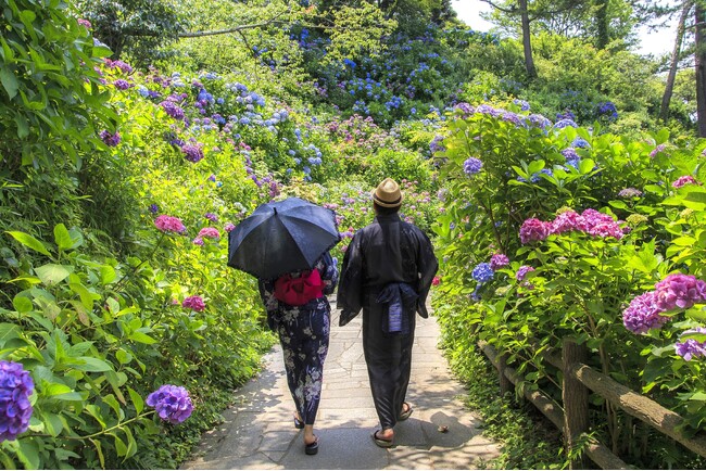 株数日本一のあじさい～15万株300万輪 「下田あじさい祭」、6月1日より開催　～休暇村南伊豆では「あじさいバス」を月・水・金曜日に運行します～